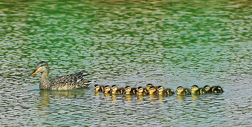 万代南梦宫建立新工作室 或全力制作《皇牌空战8》